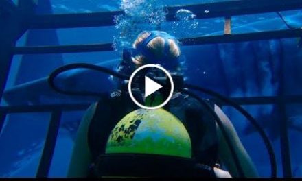 47 METRES DOWN TRAILER –  MANDY MOORE, CLAIRE HOLT, SHARKS!!!