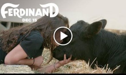 Ferdinand  The Gentle Barn Rescues A Bull  20th Century FOX