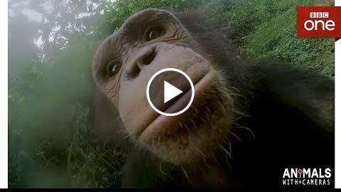 How Does A Chimp Wash Its Hands? – Animals With Cameras Episode 1  BBC One