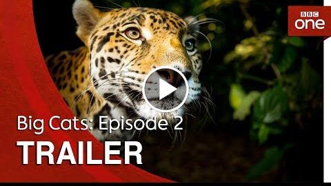 Big Cats: Episode 2  Trailer – BBC One