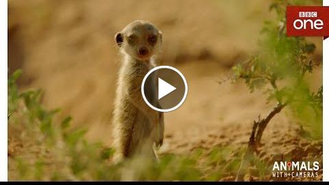 Extraordinary Footage of Baby Meerkats  – Animals With Cameras Episode 1  BBC One