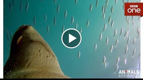 What happens when a fur seal sees a dolphin? – Animals With Cameras: Episode 2  BBC One
