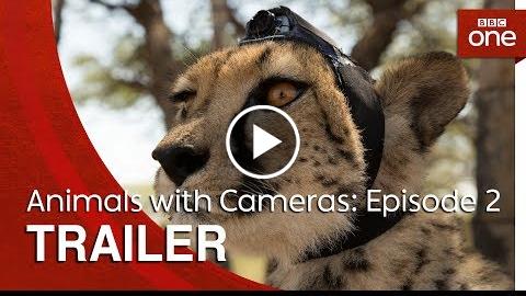Animals with Cameras: Episode 2  Trailer – BBC One