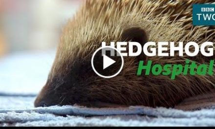 Looking after a Hedgehog – Hugh’s Wild West – BBC Two
