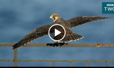 Baby Falcons Learn to Fly: Super Fast Falcon – BBC Two