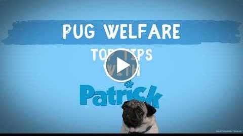 PATRICK | Pug Welfare | Official UK
