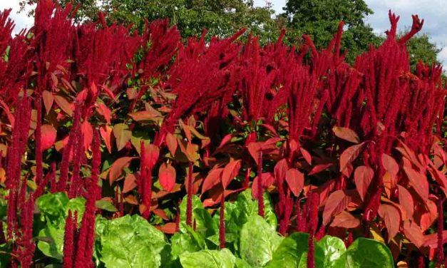 Add Some Drama to Your Garden With Ornamental Amaranth
