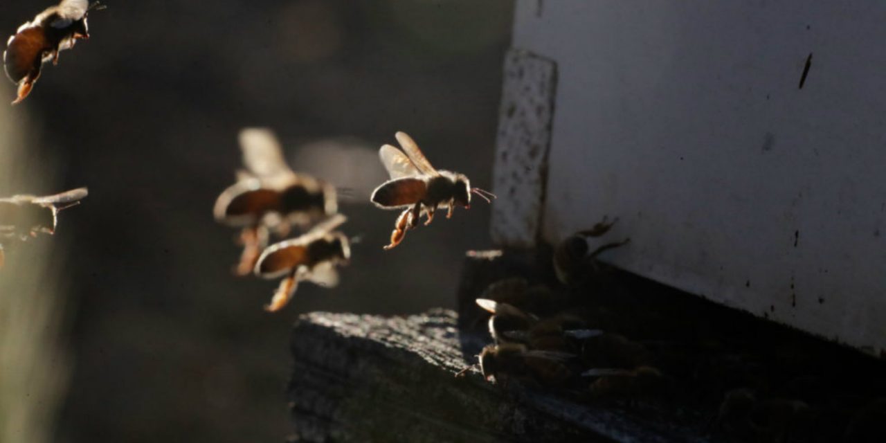 This Amazing True-Crime Story Involves Bees, Thieves, and Almonds