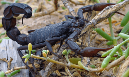 What To Do If Your Dog Gets Stung By A Scorpion
