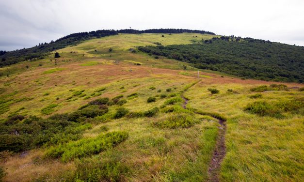The Forest Service Is the Energy Industry’s New Pal