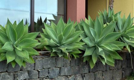 Agave Attenuata Care: Learn To Grow The Fox Tail Agave