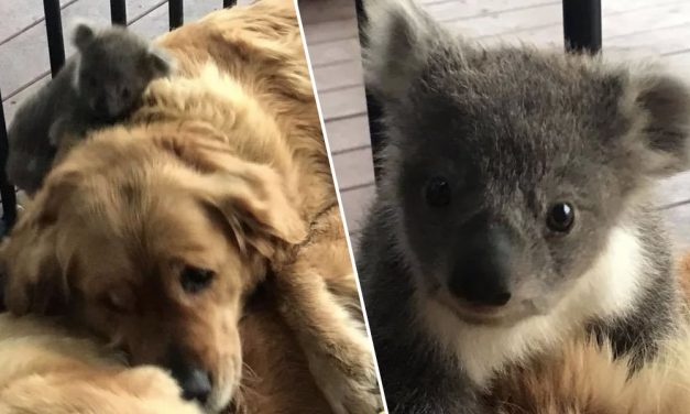 Golden Retriever Saves Baby Koala’s Life By Cuddling It