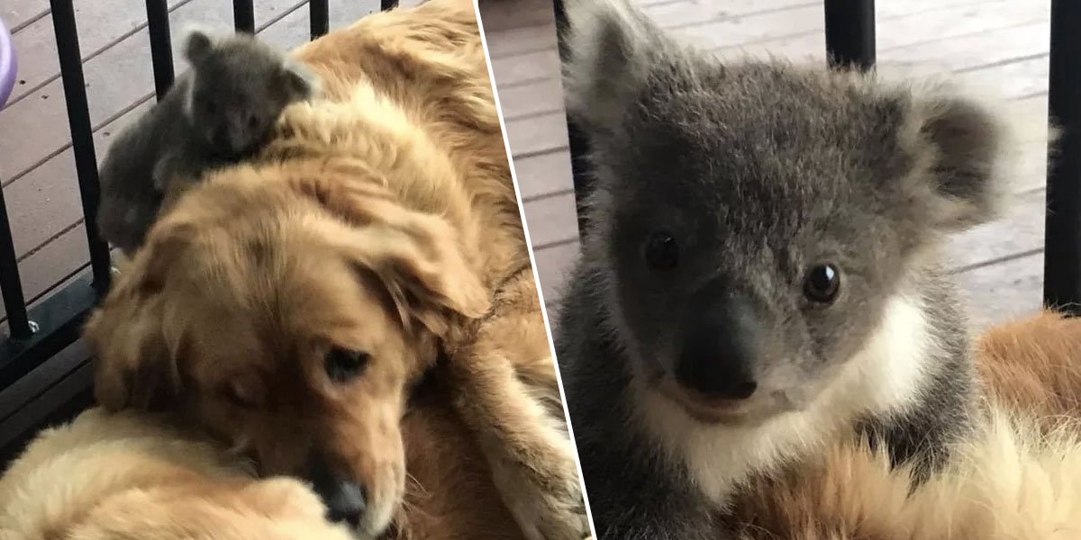 Golden Retriever Saves Baby Koala’s Life By Cuddling It