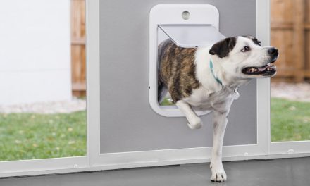 Treat your furry friend with the best pet tech at CES 2019