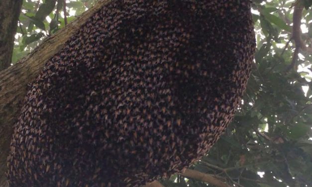 Check Out This Mesmerizing Defensive Wave Honeybees Use to Repel Wasps