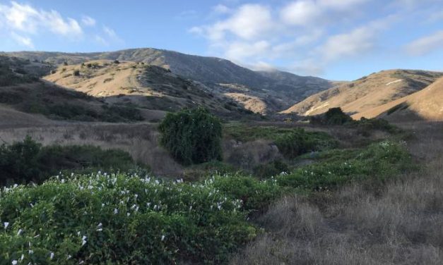 Channel Islands National Park: A Remote Island Getaway Ends With Evacuation