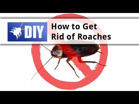 How to Get Rid of Roaches with a Roach Bait Treatment