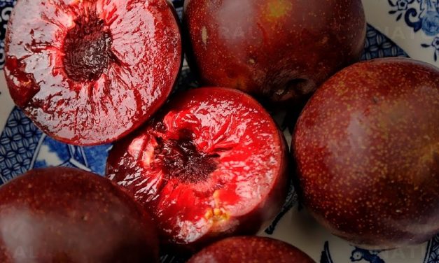 Are Plums Good For You? 8 Reasons To Eat Plums Everyday