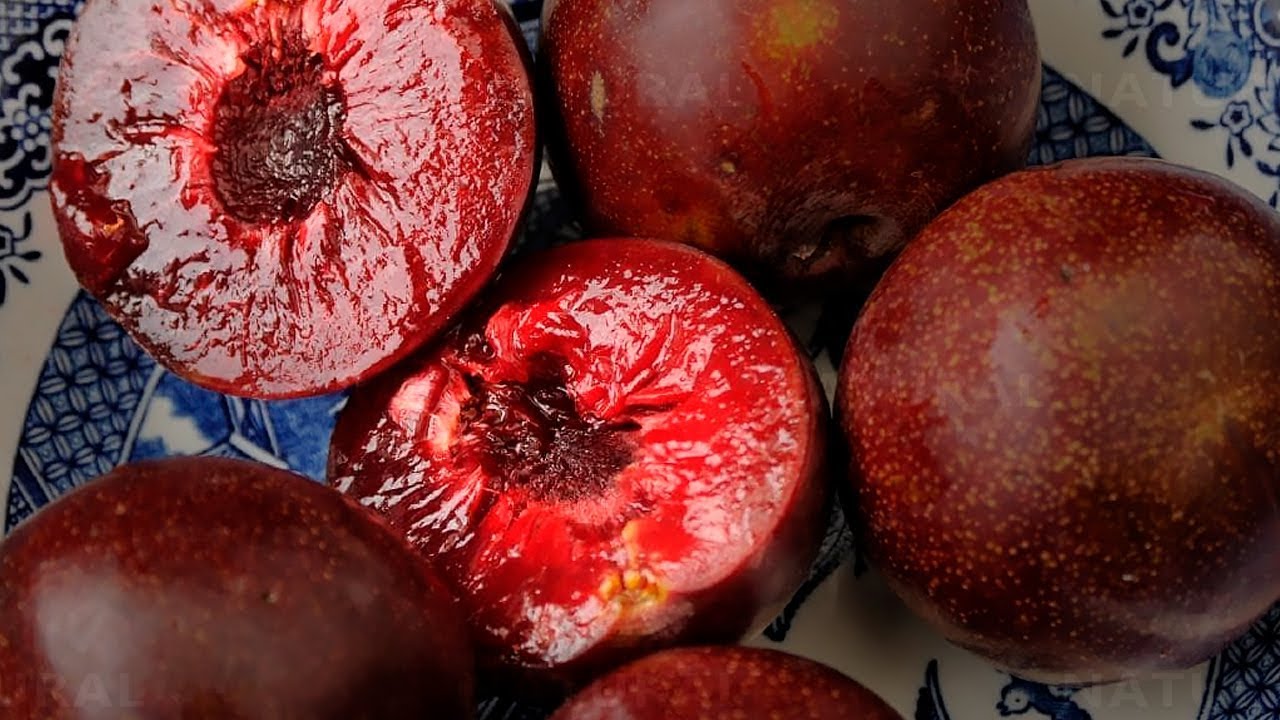 Are Plums Good For You? 8 Reasons To Eat Plums Everyday Movie Signature