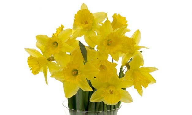 Daffodil Care