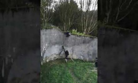 Chimpanzees caught trying to escape from a zoo in Belfast