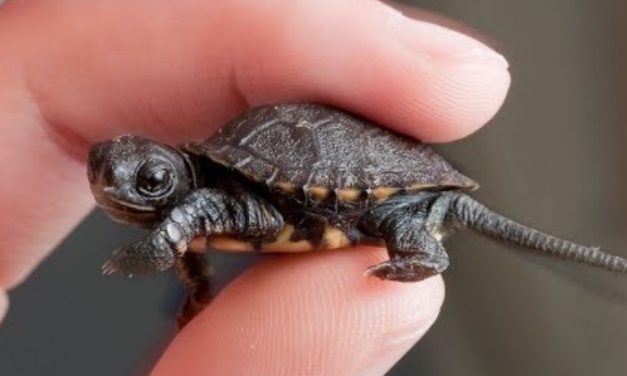 Saving B6, The Adorable Tiny Turtle