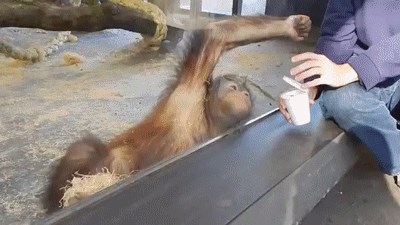 Orangutan Watches Magic Trick