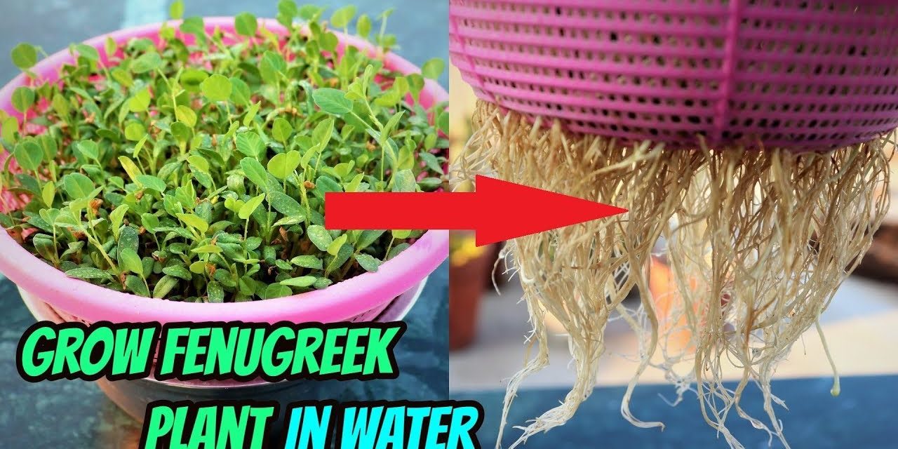 How To Grow Fenugreek or Methi plant without soil  || Hydroponic method