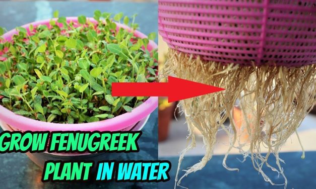 How To Grow Fenugreek or Methi plant without soil  || Hydroponic method