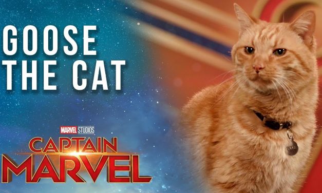 Goose the Cat gets ready for the Captain Marvel Red Carpet!