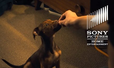 A DOG’S WAY HOME: Top 10 Cutest Moments – Now on Digital!