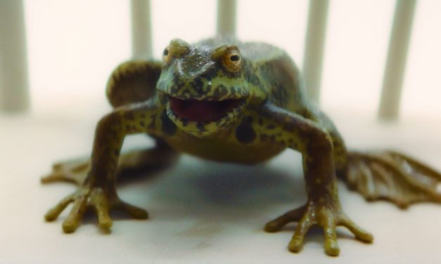 The Solitract is a Frog?! | It Takes You Away | Doctor Who