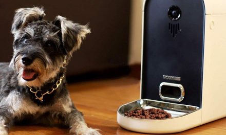 Best automatic pet feeders for 2019