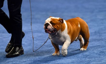 This chonky boy won 2019’s National Dog Show