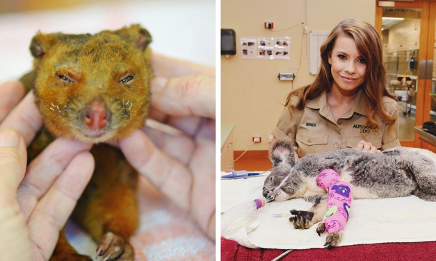 The Irwin Family Has Helped Over 90,000 Animals During Bushfire Emergency