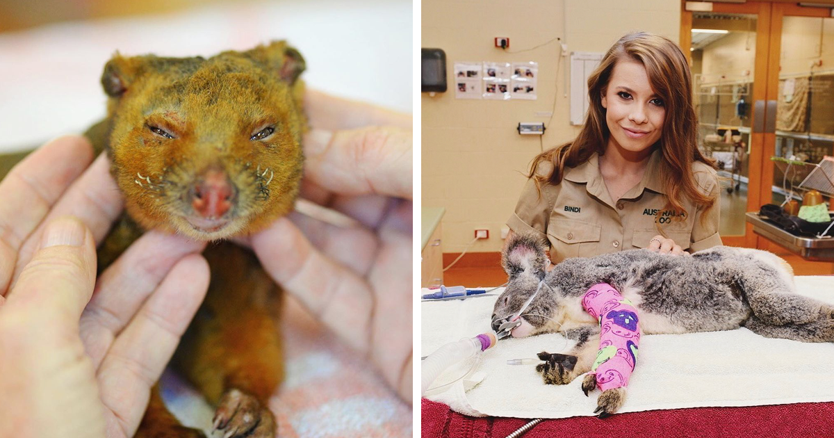 The Irwin Family Has Helped Over 90,000 Animals During Bushfire Emergency
