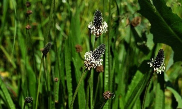 Plantain, The Medicinal Green Weed