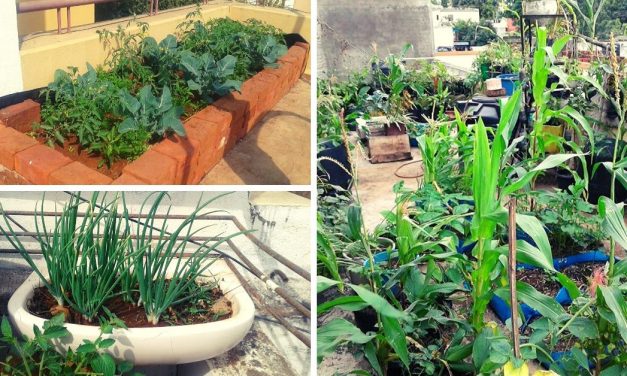 Nashik Man Uses Kitchen Waste, Grows 35 Organic Veggies In 3-Tier Terrace Farm!