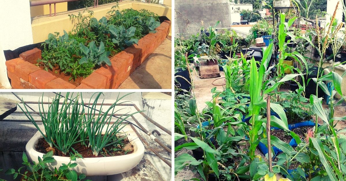 Nashik Man Uses Kitchen Waste, Grows 35 Organic Veggies In 3-Tier Terrace Farm!