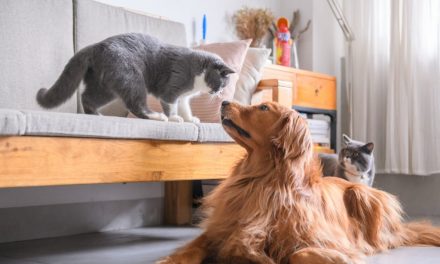 12 Cat Breeds That Get Along with Dogs