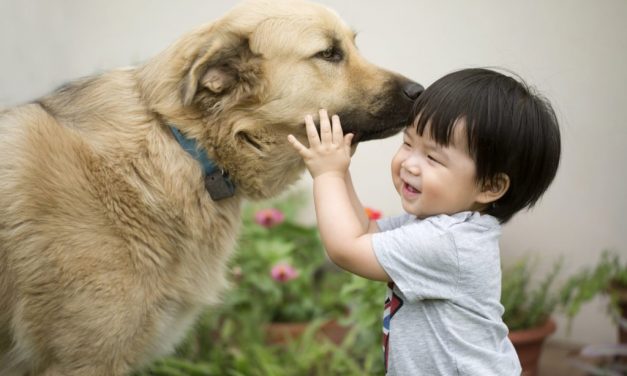 30 Adorable Photos of Dogs and Babies Playing Together