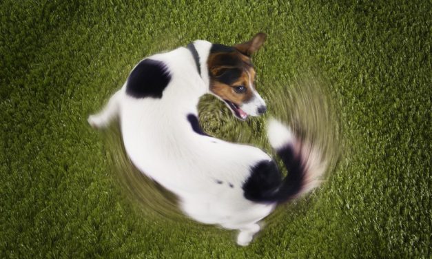 Why Do Dogs Chase Their Tails?