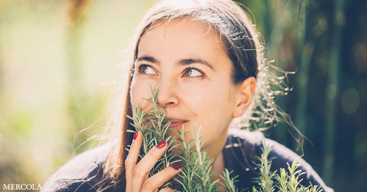 Can Rosemary Improve Cognitive Function?