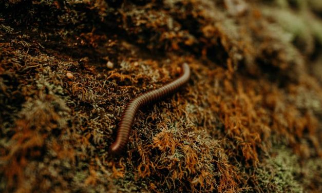 4 Best Types of Compost Worms For Your Worm Farm