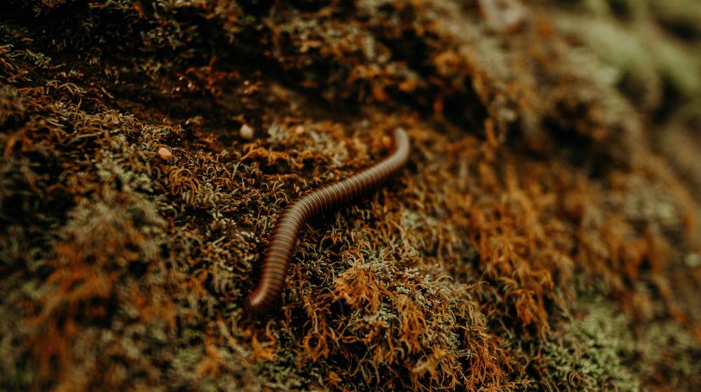 4 Best Types of Compost Worms For Your Worm Farm