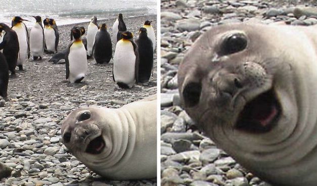 30 Amusing Photos Of Seals Who Can’t Contain Their Laughter