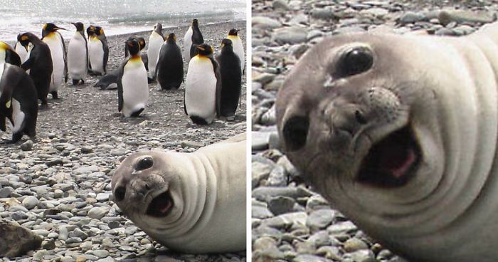 30 Amusing Photos Of Seals Who Can’t Contain Their Laughter