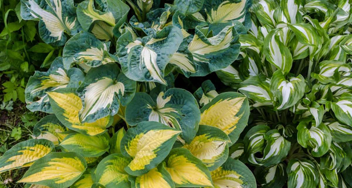 11 Most Common Mistakes People Make with Hostas