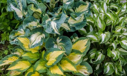 11 Most Common Mistakes People Make with Hostas