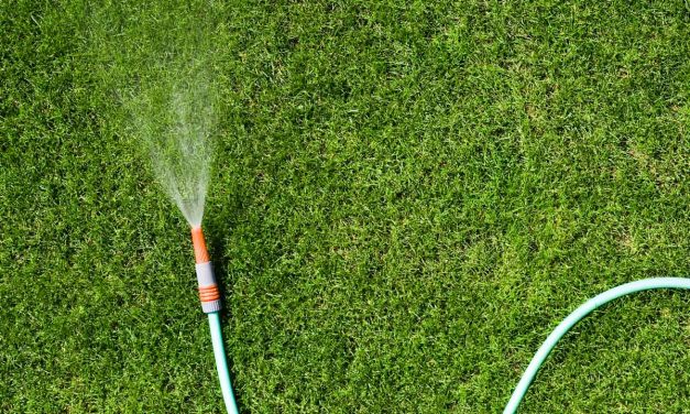 When Is the Best Time to Water My Grass?